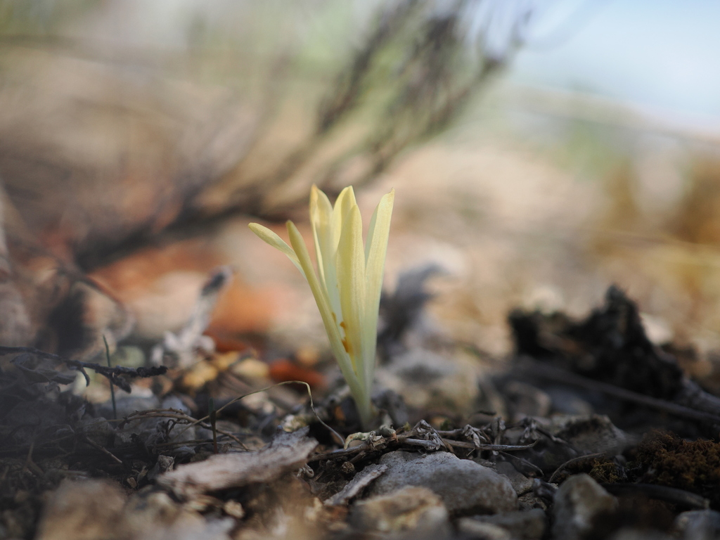 Sternbergia colchiciflora; photograph (c) Augustin Soulard, some rights reserved (CC BY)