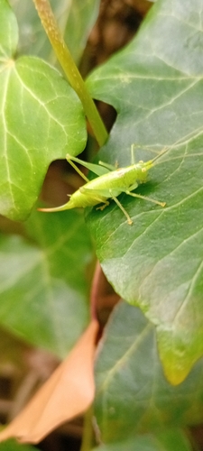 Southern Oak Bush-cricket