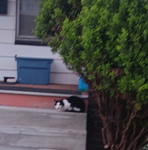 Domestic Cat