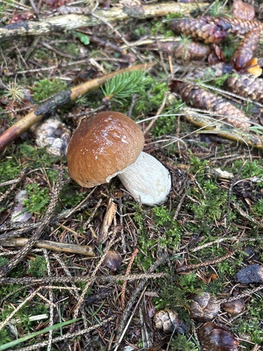 King Bolete