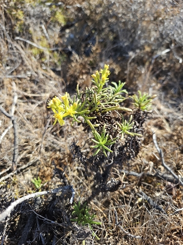 false yellowhead