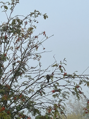 Northern Flicker