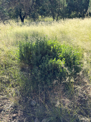 Arctostaphylos pungens, photograph (c) CK2AZ, some rights reserved (CC BY)