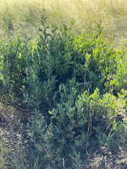 Arctostaphylos pungens, photograph (c) CK2AZ, some rights reserved (CC BY)