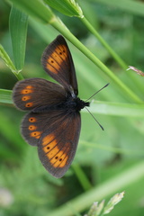 Erebia epiphron