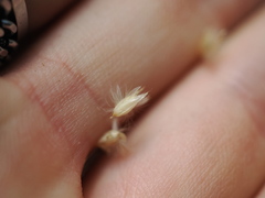 Melica ciliata, photograph (c) Augustin Soulard, some rights reserved (CC BY)