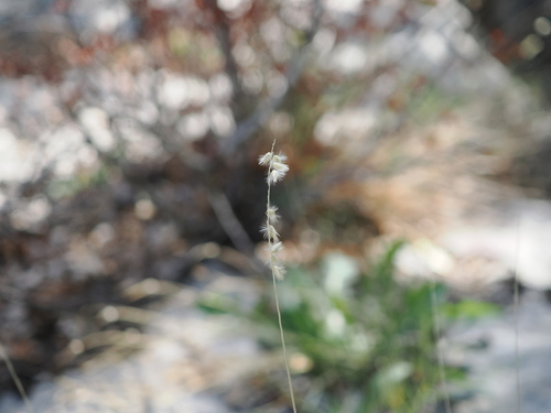 Melica ciliata
