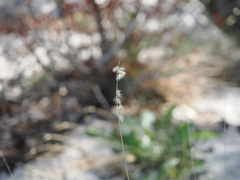 Melica ciliata