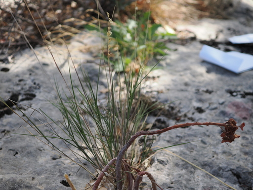 Melica ciliata, photograph 2