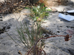 Melica ciliata, photograph (c) Augustin Soulard, some rights reserved (CC BY)