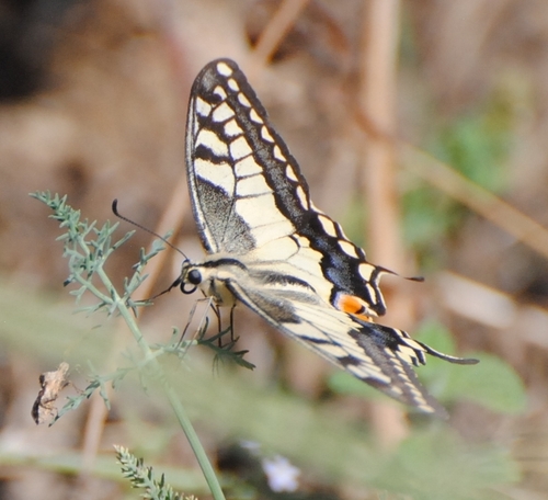 Old World Swallowtail