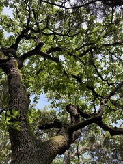 Quercus sinuata breviloba