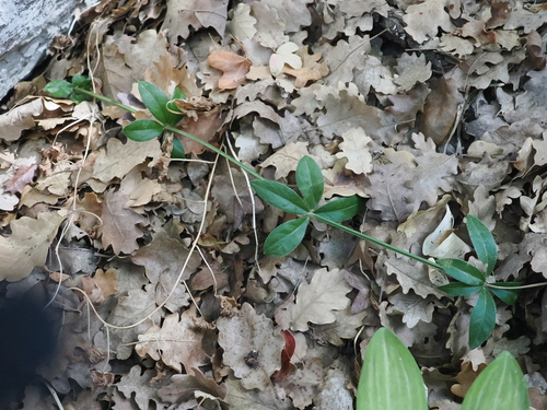 Rubia peregrina