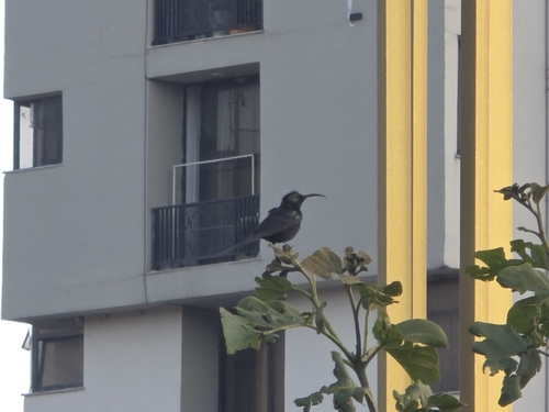 iNaturalist image