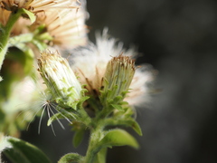 Pentanema squarrosum, photograph (c) Augustin Soulard, some rights reserved (CC BY)