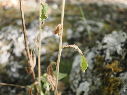 Pentanema squarrosum, photograph 5