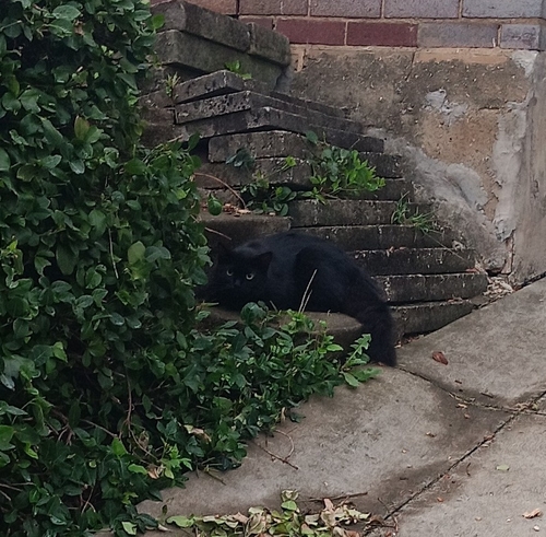 Domestic Cat