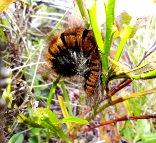 Fox Moth