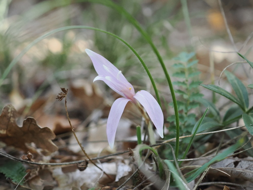 Colchicum longifolium