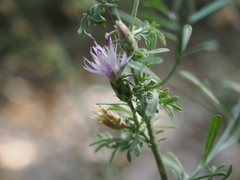 Centaurea paniculata