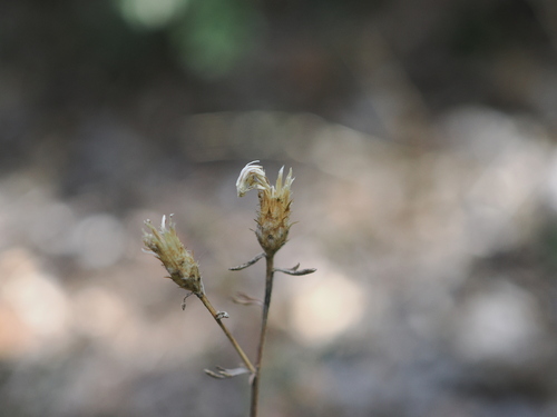 Centaurea paniculata, photograph 1