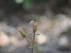 Centaurea paniculata, photograph (c) Augustin Soulard, some rights reserved (CC BY)