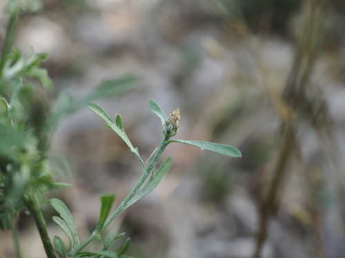 Centaurea paniculata, photograph 2
