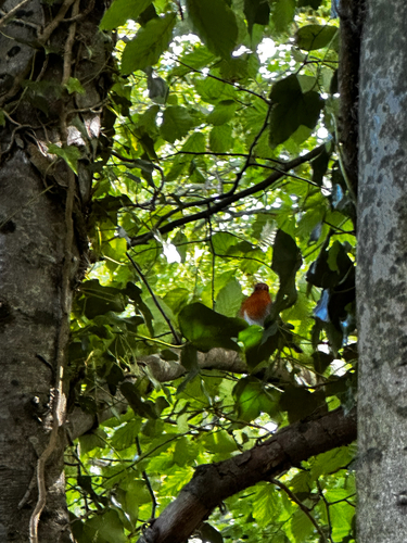 European Robin