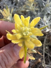 Castilleja hololeuca