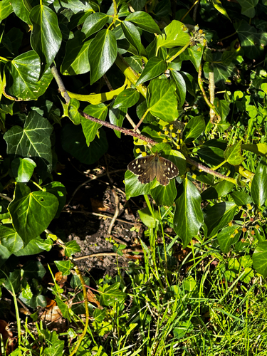 Speckled Wood