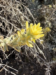 Castilleja hololeuca, photograph (c) Devon Bradley, some rights reserved (CC BY)