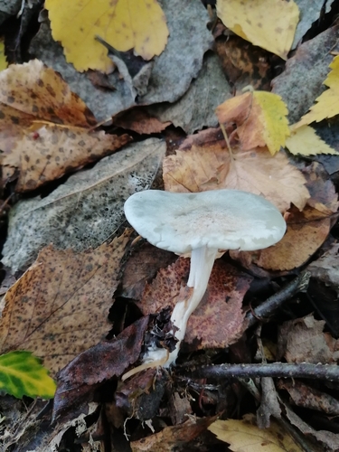 Aniseed Funnel