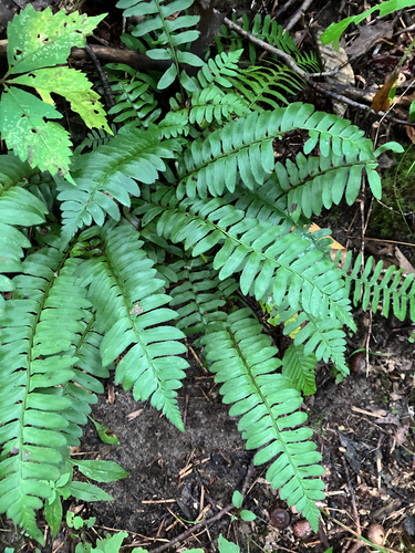 Christmas fern