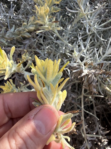 Castilleja hololeuca, photograph 3
