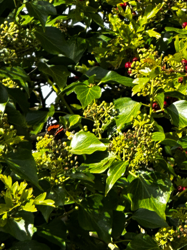 Red Admiral
