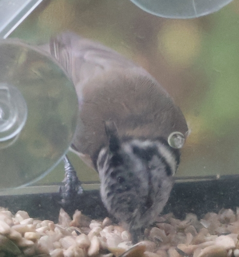 Crested Tit