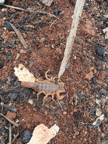 Brazilian Yellow Scorpion