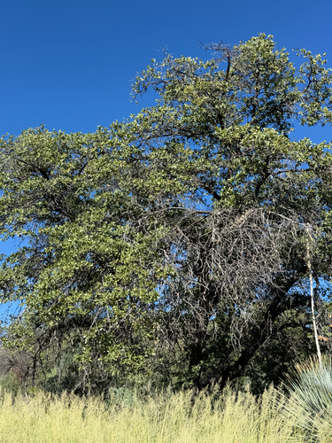 Quercus emoryi, photograph 3