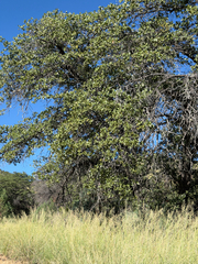 Quercus emoryi, photograph (c) CK2AZ, some rights reserved (CC BY)