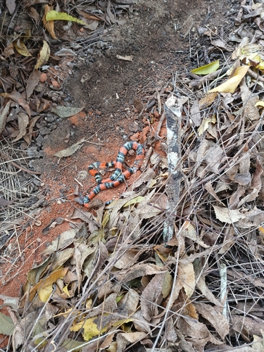 Brazilian False Coral Snake