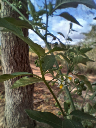 American black nightshade