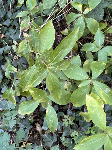 Mercurialis perennis, photograph 6