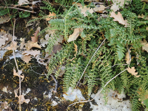 Asplenium fontanum