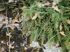 Asplenium fontanum