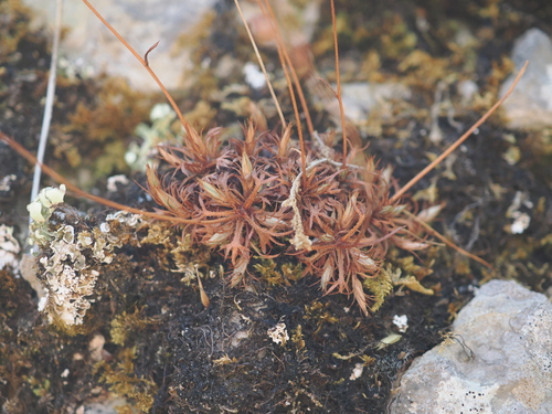 Saxifraga fragosoi, photograph 1