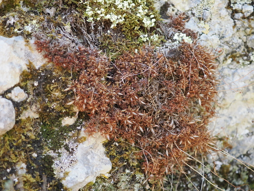 Saxifraga fragosoi, photograph 2