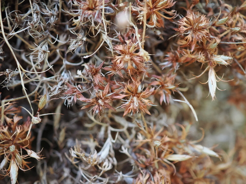 Saxifraga fragosoi, photograph 3