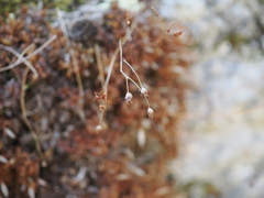 Saxifraga fragosoi
