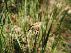 Trifolium ochroleucon, photograph (c) Augustin Soulard, some rights reserved (CC BY)