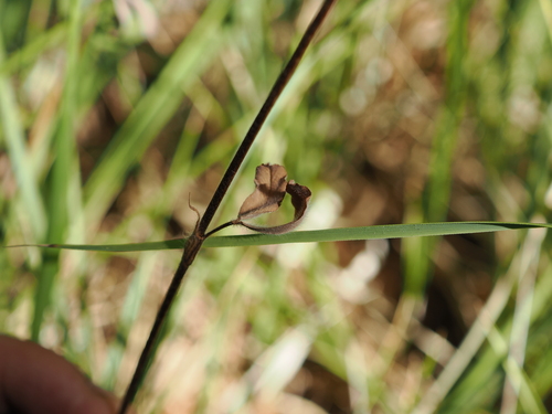 Trifolium ochroleucon, photograph 2